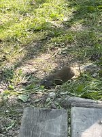 IMG_3483.jpeg