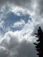 IMG_3561.jpeg
